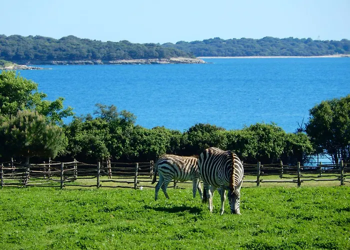 Deluxe Boricciano Apartament *